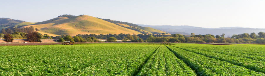 lovely view of Lettuce Field in Salinas Valley, California